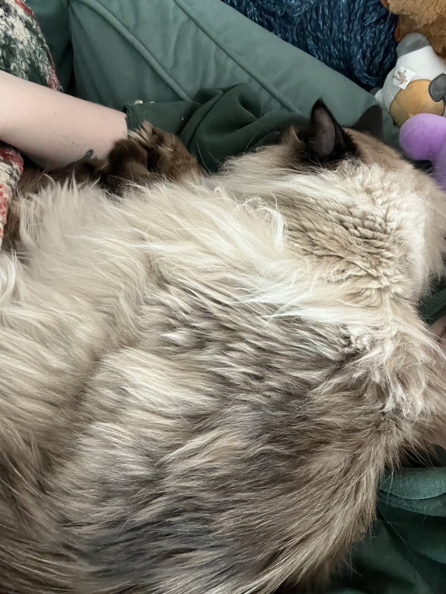 OpulentNeptune's tweet photo. Good news is Soren is finally feeling better! He back at home and on meds 💕 https://t.co/NFMXsi53at