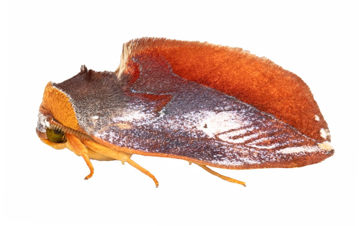 nvolpewild's tweet photo. Why this moth a ROMAN HELMET? 😅 https://t.co/vn79EWd2Fz