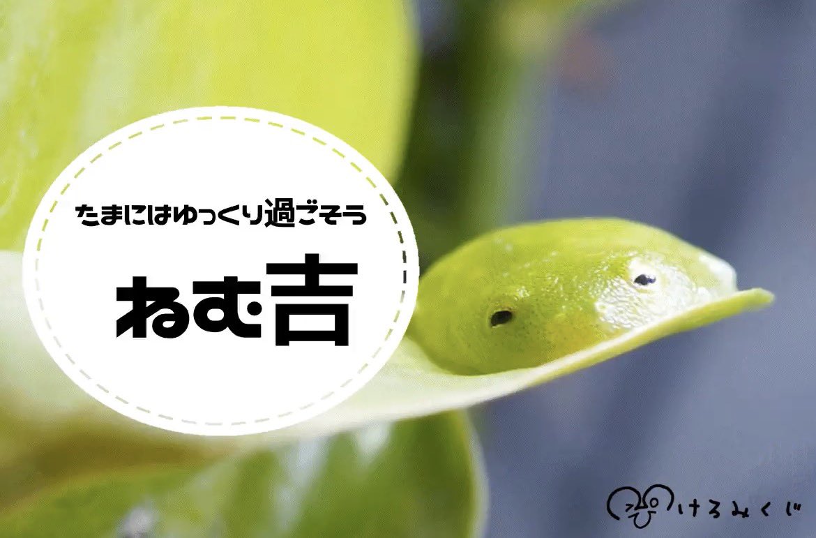 nanalia's tweet photo. すよすよ(  ¯꒳​¯ )ᐝ
とろけカエルちゃんかわいいねぇ。。 https://t.co/wgboBj7l2w