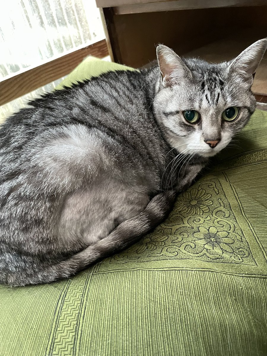 fanta326's tweet photo. おはようございます

最近は私が気を回して
別々の部屋に離していても
猫自身が扉を開けて
近づくようになりました

クーニャン、その場所
あーさに譲ってあげたの？
えらいね。苦労かけるね
ありがとう

#猫 #猫好き  #猫のいる暮らし

今日は帰りにカツブシを買おう https://t.co/WXTajRwfpT