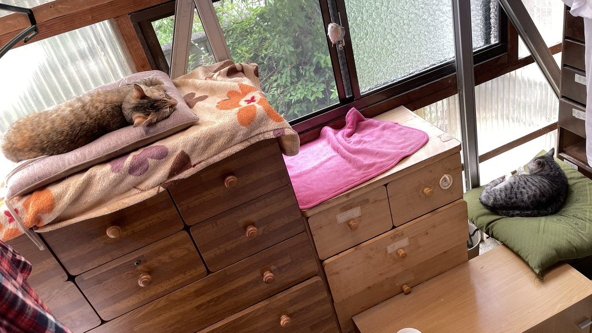 fanta326's tweet photo. おはようございます

最近は私が気を回して
別々の部屋に離していても
猫自身が扉を開けて
近づくようになりました

クーニャン、その場所
あーさに譲ってあげたの？
えらいね。苦労かけるね
ありがとう

#猫 #猫好き  #猫のいる暮らし

今日は帰りにカツブシを買おう https://t.co/WXTajRwfpT
