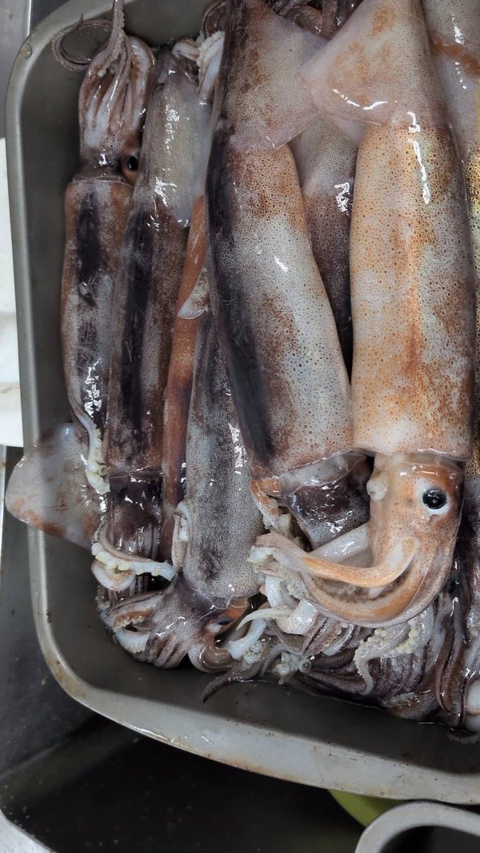 ebiyone's tweet photo. 2026/06/08 

おはようございます☀

本日のおすすめ鮮魚は、

🦑 スルメイカ
🐟 カワハギ
🐟 フクラギ
🐟 ヒラマサ
を販売予定です。

新鮮な魚介類を取り揃えて、皆さまのご来店をお待ちしております。 https://t.co/MdA1YvGxAQ