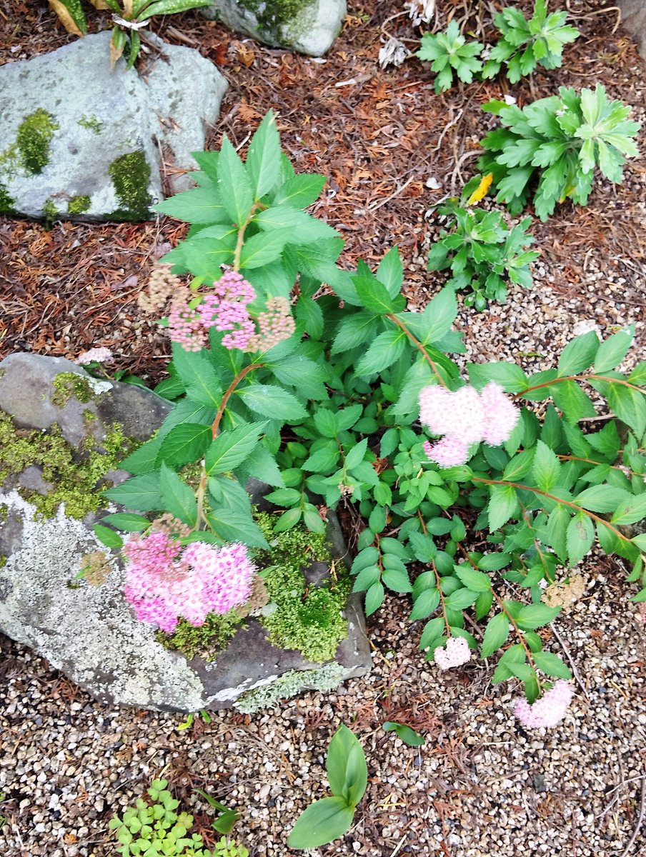 lovetankko's tweet photo. おはようございます😊🌹🌿

６月８日（月）の
岡山南部は曇り時々雨☁️🌧️
最高気温２４度🌡️予報
今は少し晴れ間が出できました✨
お出かけには雨具必須👍

昨日の日曜劇場「ギフト」泣けました
車椅子ラグビーは東京パラオリンピックで初めてテレビで観てスゴイ迫力と頭脳戦に感動しました🧑‍🦽
アジア大会でも頑張ってほしいです✨🙆

今週もよろしくお願いします(⁠｡⁠･⁠ω⁠･⁠｡⁠)⁠ﾉ⁠♡
よい月曜日をお過ごし下さいね～🥰🎶🍀