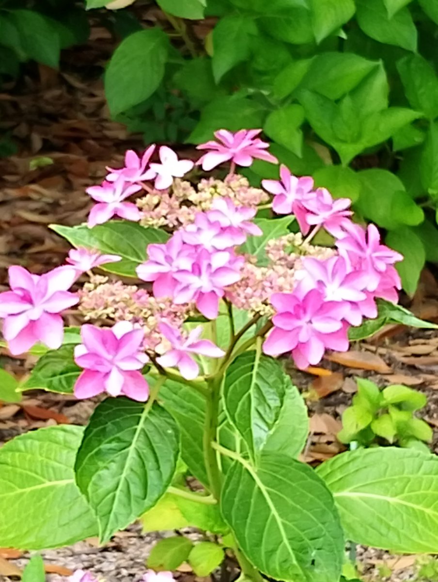 lovetankko's tweet photo. おはようございます😊🌹🌿

６月８日（月）の
岡山南部は曇り時々雨☁️🌧️
最高気温２４度🌡️予報
今は少し晴れ間が出できました✨
お出かけには雨具必須👍

昨日の日曜劇場「ギフト」泣けました
車椅子ラグビーは東京パラオリンピックで初めてテレビで観てスゴイ迫力と頭脳戦に感動しました🧑‍🦽
アジア大会でも頑張ってほしいです✨🙆

今週もよろしくお願いします(⁠｡⁠･⁠ω⁠･⁠｡⁠)⁠ﾉ⁠♡
よい月曜日をお過ごし下さいね～🥰🎶🍀