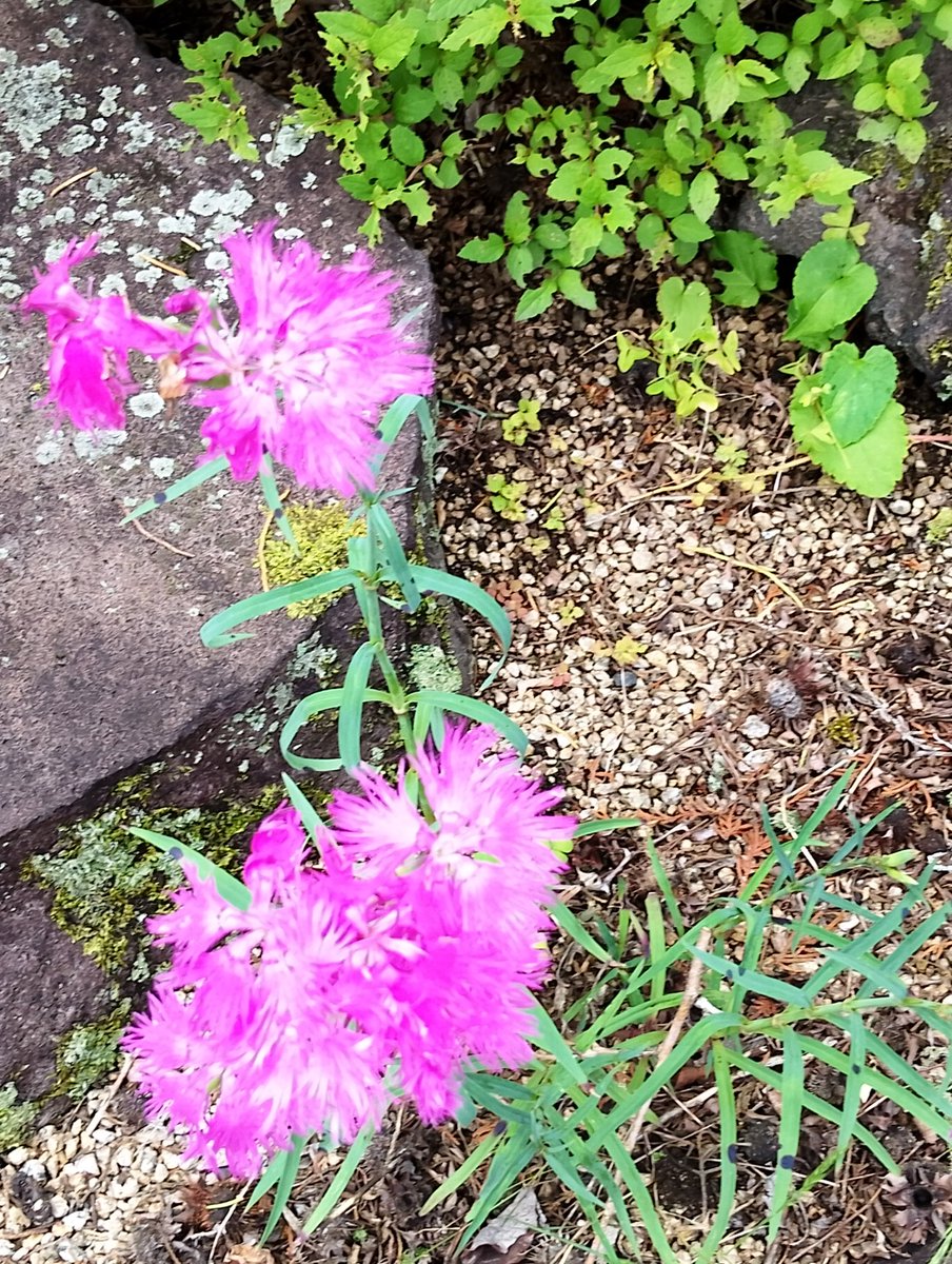 lovetankko's tweet photo. おはようございます😊🌹🌿

６月８日（月）の
岡山南部は曇り時々雨☁️🌧️
最高気温２４度🌡️予報
今は少し晴れ間が出できました✨
お出かけには雨具必須👍

昨日の日曜劇場「ギフト」泣けました
車椅子ラグビーは東京パラオリンピックで初めてテレビで観てスゴイ迫力と頭脳戦に感動しました🧑‍🦽
アジア大会でも頑張ってほしいです✨🙆

今週もよろしくお願いします(⁠｡⁠･⁠ω⁠･⁠｡⁠)⁠ﾉ⁠♡
よい月曜日をお過ごし下さいね～🥰🎶🍀