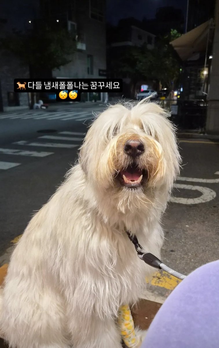 STARHA_MU's tweet photo. 260608 다들 냄새폴폴나는 꿈꾸세요😴😴 https://t.co/VsczfPcyQ0