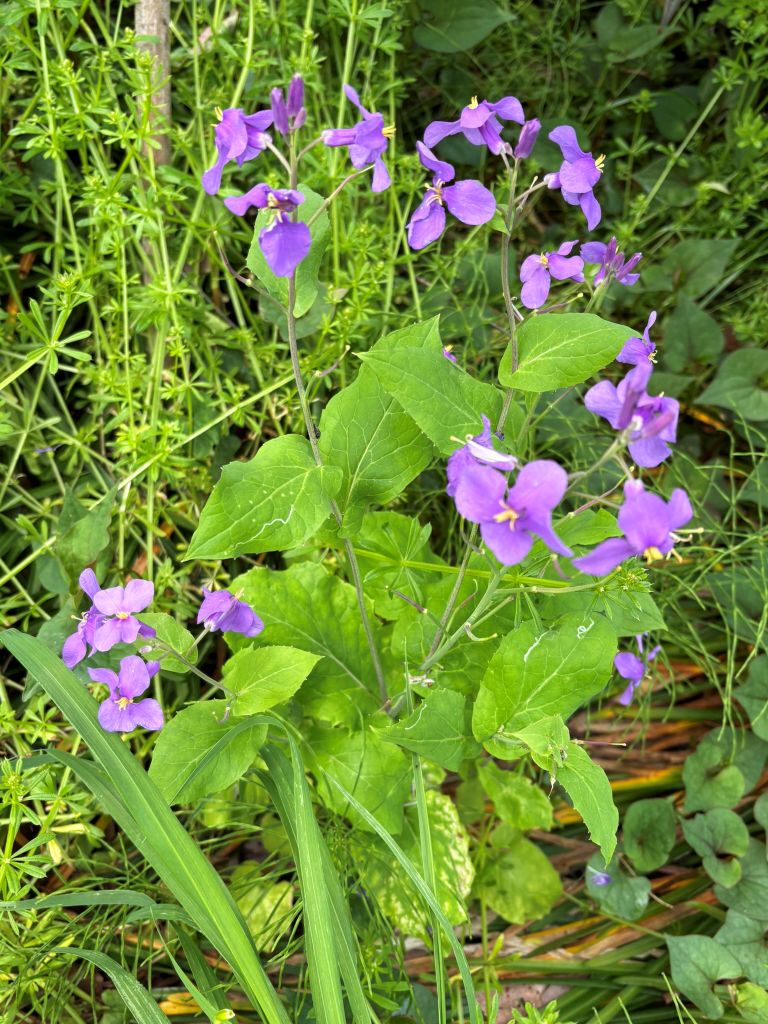 manotakaaki's tweet photo. A quiet trace of spring— the soft purple of murasaki-hanana still lingers in my garden’s memory.
#murasakihanana #springmemory #gardenmoments #quietbeauty #TakaakiMANO https://t.co/mrZ5bCffhs