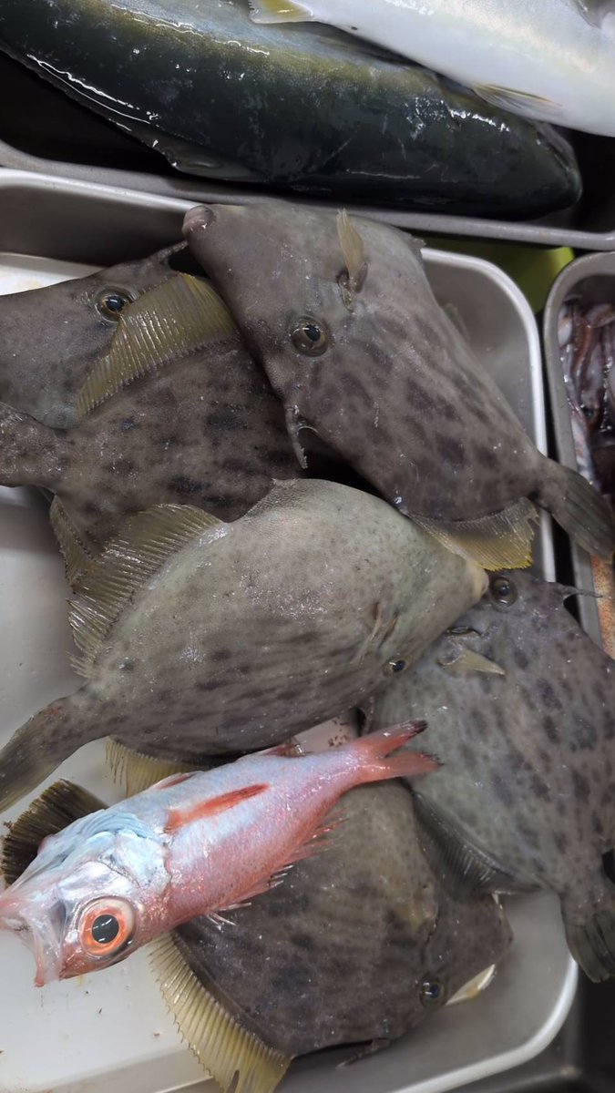 ebiyone's tweet photo. 2026/06/08 

おはようございます☀

本日のおすすめ鮮魚は、

🦑 スルメイカ
🐟 カワハギ
🐟 フクラギ
🐟 ヒラマサ
を販売予定です。

新鮮な魚介類を取り揃えて、皆さまのご来店をお待ちしております。 https://t.co/MdA1YvGxAQ