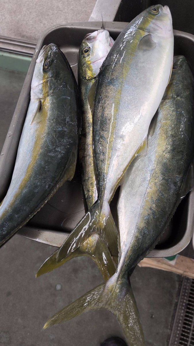ebiyone's tweet photo. 2026/06/08 

おはようございます☀

本日のおすすめ鮮魚は、

🦑 スルメイカ
🐟 カワハギ
🐟 フクラギ
🐟 ヒラマサ
を販売予定です。

新鮮な魚介類を取り揃えて、皆さまのご来店をお待ちしております。 https://t.co/MdA1YvGxAQ