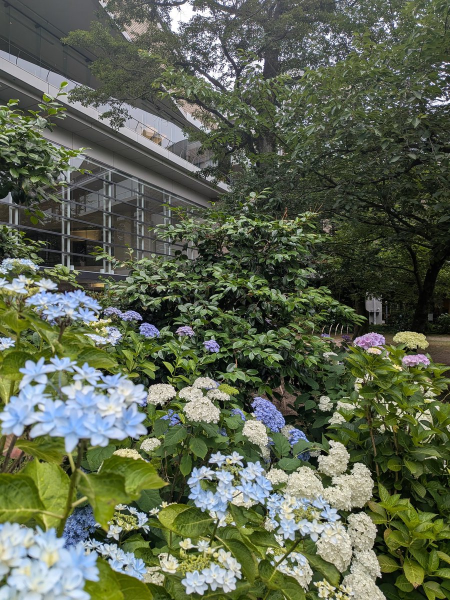 H_pref's tweet photo. 6月8日(月曜日)は休館日です。
#広島県立美術館

#縮景園 は通常通り開園しています。
9時〜18時 https://t.co/4Q1GW4ndeo