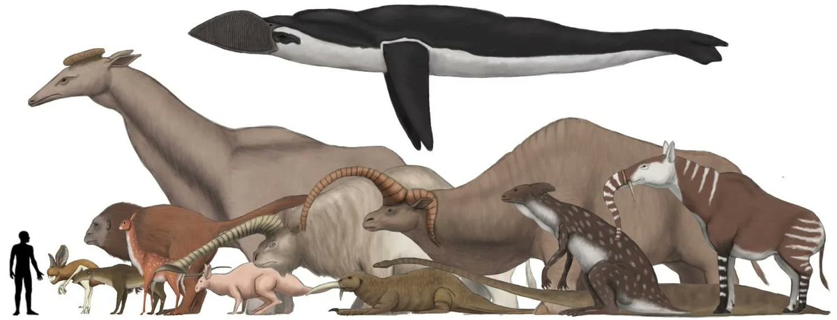 MbvBaryonix's tweet photo. Saw a lot of prehistoric animals in the backgrounds lately, but now i want to see a future species no-clipping into the backrooms https://t.co/lQyjJSINdD