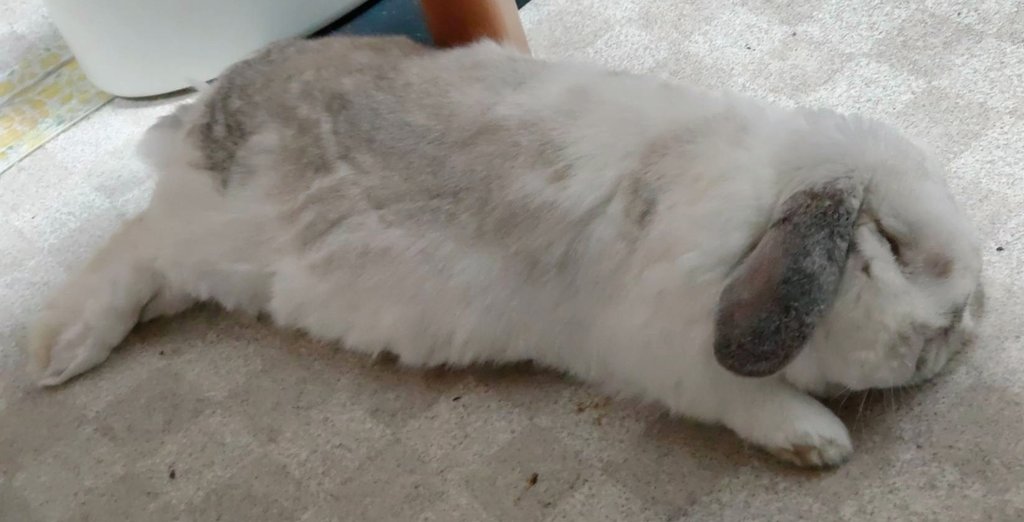 春を待つ❀うさぎさんのオルゴナイト♥やまさま♥専用です 🐇なのか🦭なのか分からないw