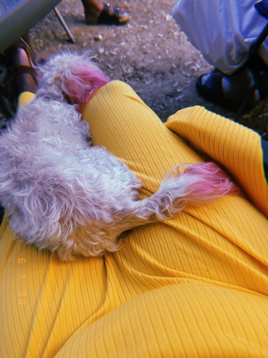 GotDamn_LilTiTi's tweet photo. #Thickthighssavelives ☺️🤭 https://t.co/BCo5n1vXm5