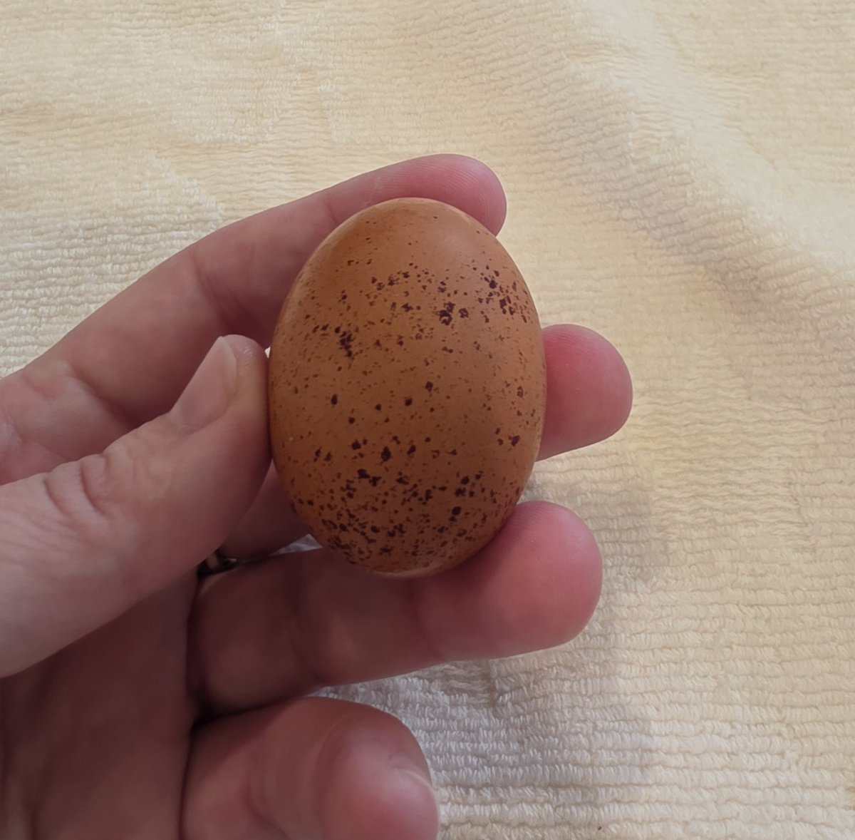 jrcara's tweet photo. The first egg! https://t.co/jtCmcTJ92G