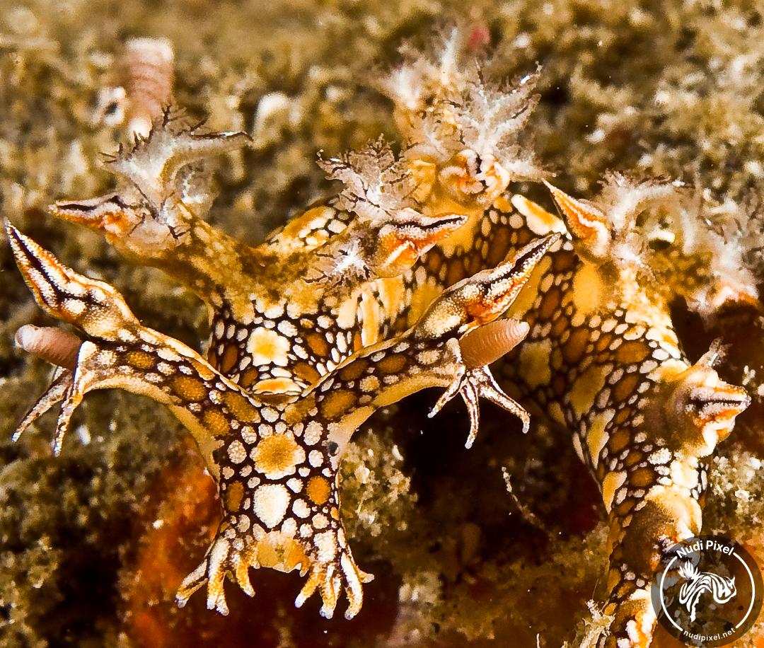 NudiPixel's tweet photo. 📸 Photo of the Week
07 June 2026
🐌 Bornella anguilla
📸 Mike Bartick
📍 Lembeh, Indonesia
#nudibranch #marinelife #underwaterphotography #potw #photooftheweek
https://t.co/FUsQLKu4Du https://t.co/aI2fcVzIlp