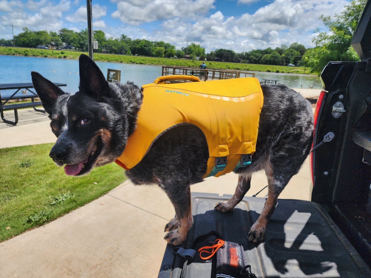 ChillTurtle346's tweet photo. Here is a public service announcement for the uneducated.
My service dog, is protected under federal law. I am protected under federal law to walk my happy ass, with my service dog down the beach at Huntington Beach State Park in South Carolina. That also goes for any other beach for that matter. So please, for your safety, the safety of my dog, and the happiness of your family at Christmas, leave service animals, and disabled veterans alone. You are putting YOURSELF at risk. There may be bad teams out there but this isn't one of them. I know the law. I protected myself this evening by leaving and calling law enforcement. My wife was harassed, as well as me and my dog. Truly disgusting behavior. I hope they are really happy after LEO finishes with them. What has happened to this country so bad that people do this to those who have fought for their freedoms. And they attack ME because of BIRDS, whom my dog doesn't even acknowledge.
Today I advocated for Trigger and me as a team. Today I did what im supposed to do. Tomorrow... might be a different outcome. 

THIS is the reason veterans quit with society
THIS is why 22 commit suicide everyday. 

Let that sink in.