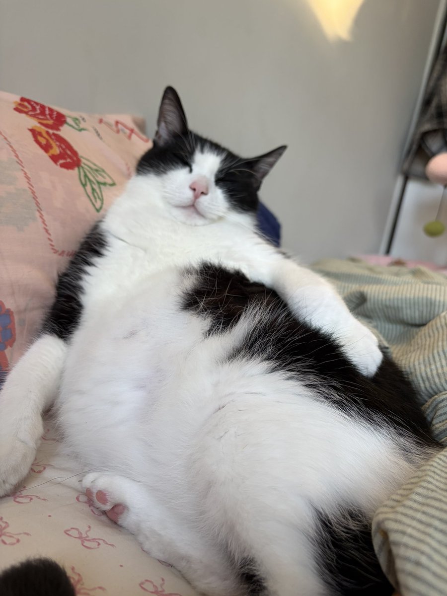 ginasfsydnee's tweet photo. he fell asleep like this https://t.co/BJ1oc460Qx
