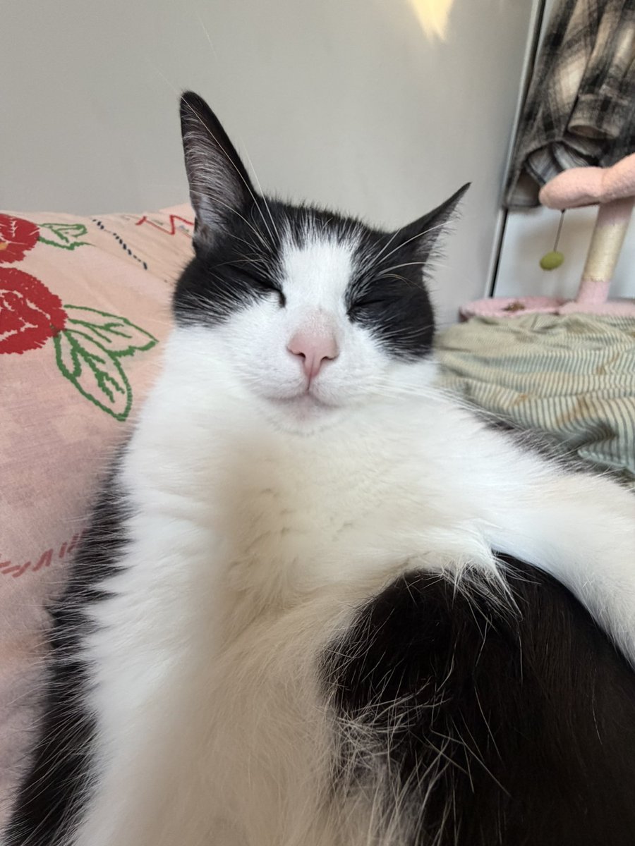 ginasfsydnee's tweet photo. he fell asleep like this https://t.co/BJ1oc460Qx