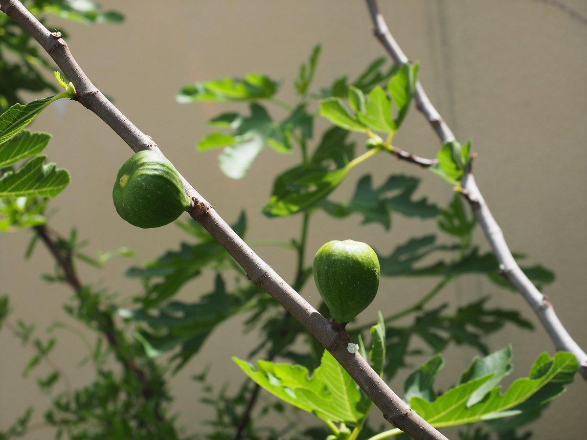 枝・実・果実 leafy イチジクは実がついている枝や時期によって「夏果」と「秋果」の2種類