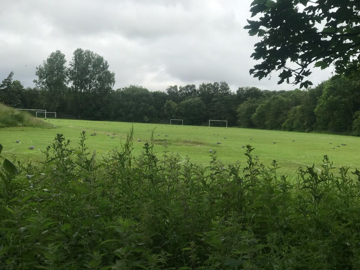 0_ody's tweet photo. Wood pigeon enjoying the grass on the School playing field: https://t.co/AOGbmbYA6g