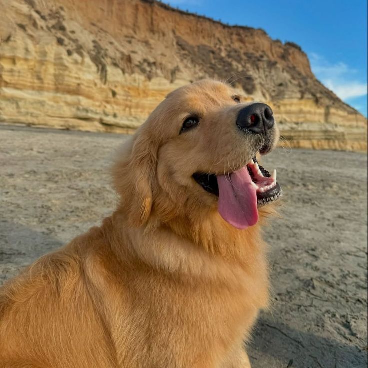 Wisegirl_0's tweet photo. Pet Moms / Mini Au SweetCC 

Quando Enid, a Golden de Cairo Sweet, foge da dona em um passeio no parque para conhecer sua alma gêmea, talvez não seja só ela que encontre o amor.
Ou 
Onde CC Walker, encontra sua gata antissocial Wednesday a vontade com um Golden no parque ? https://t.co/YDSBRfuVaa