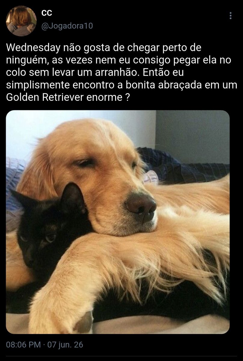 Wisegirl_0's tweet photo. Pet Moms / Mini Au SweetCC 

Quando Enid, a Golden de Cairo Sweet, foge da dona em um passeio no parque para conhecer sua alma gêmea, talvez não seja só ela que encontre o amor.
Ou 
Onde CC Walker, encontra sua gata antissocial Wednesday a vontade com um Golden no parque ? https://t.co/YDSBRfuVaa