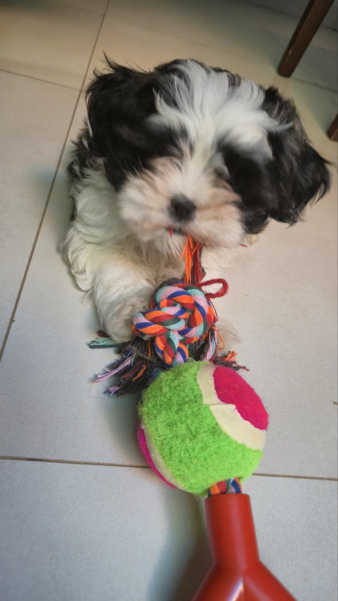 00blnd's tweet photo. bebezinha ❤️ quase 1 mes sem saber oq é ter paz https://t.co/2CkNCQ7bxE