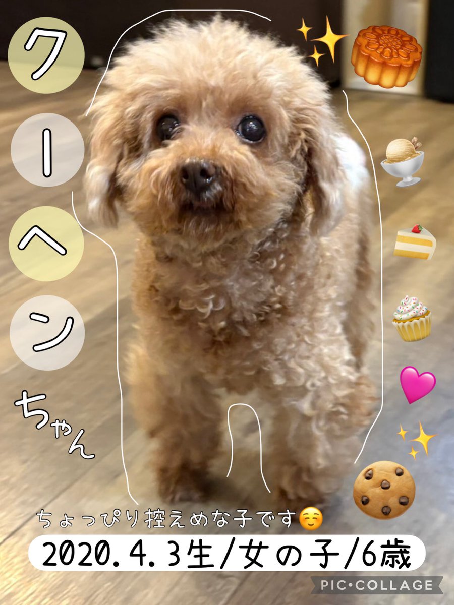 Pet_lovefive's tweet photo. 控えめガールのクーヘンちゃん☺️💓

自ら甘えに行く事はまだ難しいようですが抱っこが大好き✨

スタッフが他のお仕事をしている時にいなかったはずのクーヘンちゃんが側に☺️

控えめさんなのでワンちゃんと交流する場面もまだあまり見られておりませんが、新たな一面を見せてくれるかもしれません✨ https://t.co/Dss1EqifwB