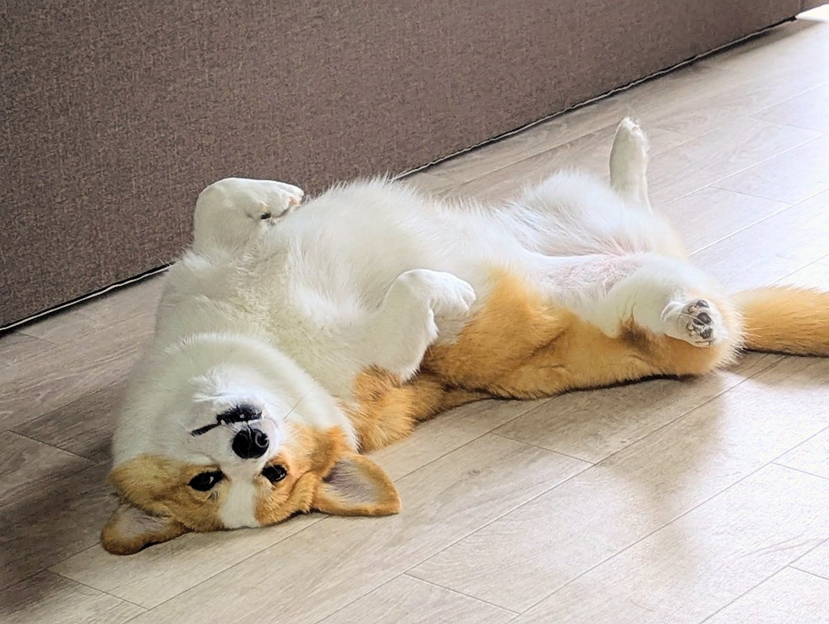 CorgiRunn's tweet photo. ほら！るんちゃんがお腹見せてるんだから構いなさいのポーズ
#コーギー https://t.co/1v4S9RvOvQ