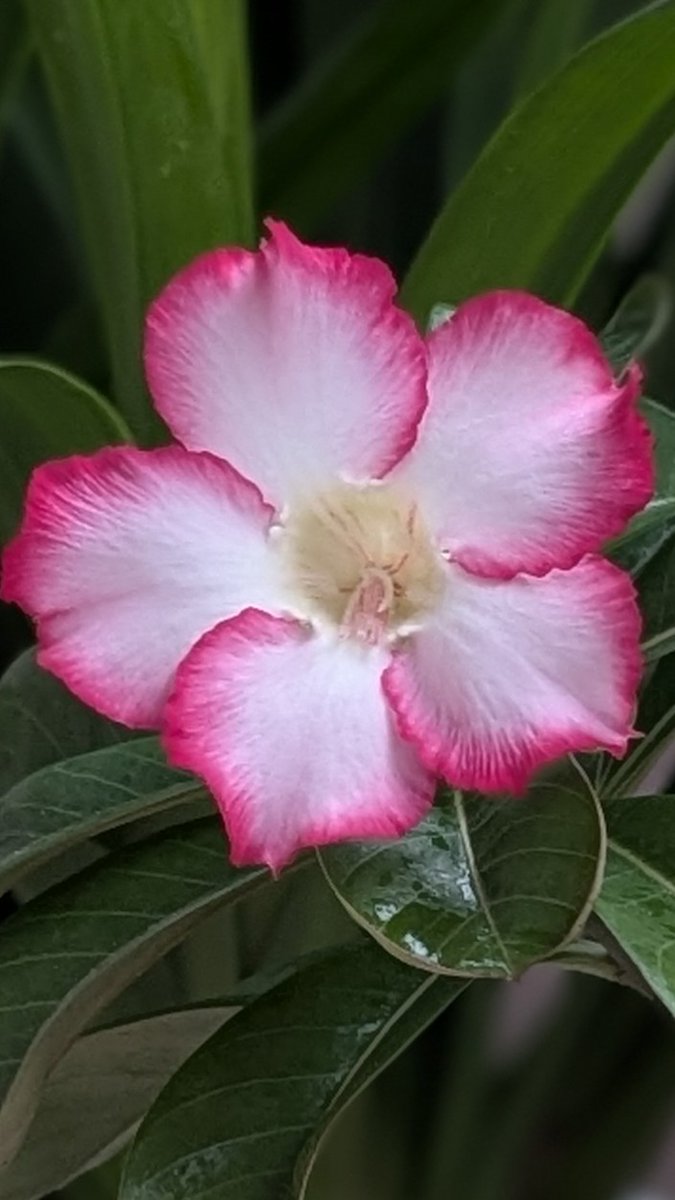 usa_pyorn's tweet photo. おっはよ〜☕‧₊˚⊹
昨日は雨が降る中沖縄のオバアが手植えから育てて今では沖縄の庭園と呼ばれる山里にある #よへな味菜園 に行ってきたよ
あじさいとメディニラのコラボさいこうだった～😆❣️
メディニラはその豪華な姿から
【熱帯の宝石】と呼ばれてるよ…💎‧₊˚⊹
優雅に垂れ下がる大きなピンクと真紅の花
メディニラ…
https://t.co/2VxdbiVxnt…
その魅力は何と言っても
ぶどうのように垂れ下がる豪華で大きな花、枝先から30cm〜50cmほどの房状の花茎を長く伸ばしています
まるでシャンデリアやぶどうの房のように鮮やかなピンクと真紅…
あじさいの海も
ともにリンクから楽しんで見ていただけるとうれしいです…❥❥