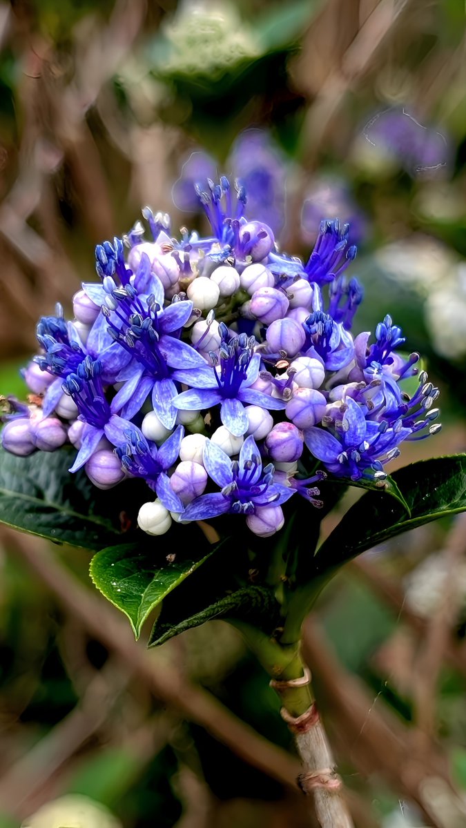 usa_pyorn's tweet photo. おっはよ〜☕‧₊˚⊹
昨日は雨が降る中沖縄のオバアが手植えから育てて今では沖縄の庭園と呼ばれる山里にある #よへな味菜園 に行ってきたよ
あじさいとメディニラのコラボさいこうだった～😆❣️
メディニラはその豪華な姿から
【熱帯の宝石】と呼ばれてるよ…💎‧₊˚⊹
優雅に垂れ下がる大きなピンクと真紅の花
メディニラ…
https://t.co/2VxdbiVxnt…
その魅力は何と言っても
ぶどうのように垂れ下がる豪華で大きな花、枝先から30cm〜50cmほどの房状の花茎を長く伸ばしています
まるでシャンデリアやぶどうの房のように鮮やかなピンクと真紅…
あじさいの海も
ともにリンクから楽しんで見ていただけるとうれしいです…❥❥
