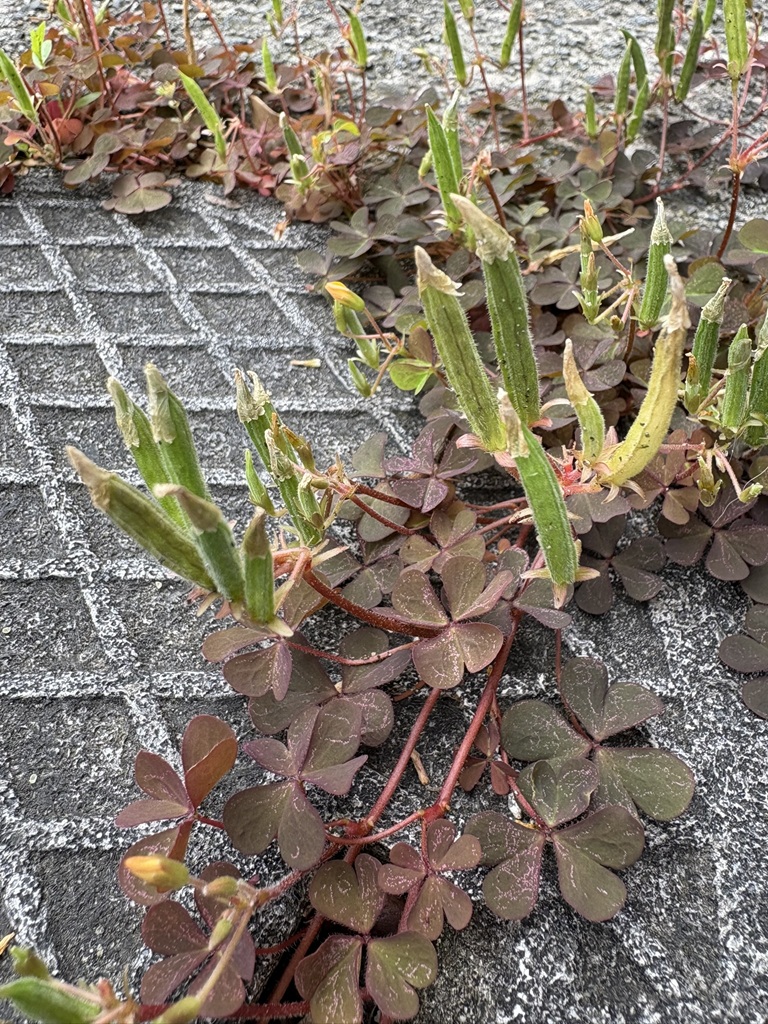 ya2pan2's tweet photo. 庭のカタバミの実。 https://t.co/LiHfCVUUe7