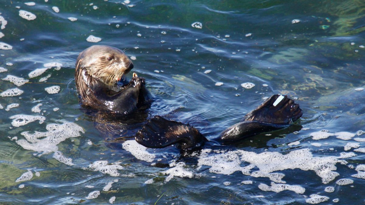 snopes's tweet photo. ✅ Yes, a California sea otter is known for harassing surfers and stealing their surfboards. Amused social media users have spread stories about the outlaw otter across social media platforms for years: https://t.co/S7ChzotpfC https://t.co/QwY610j4FE