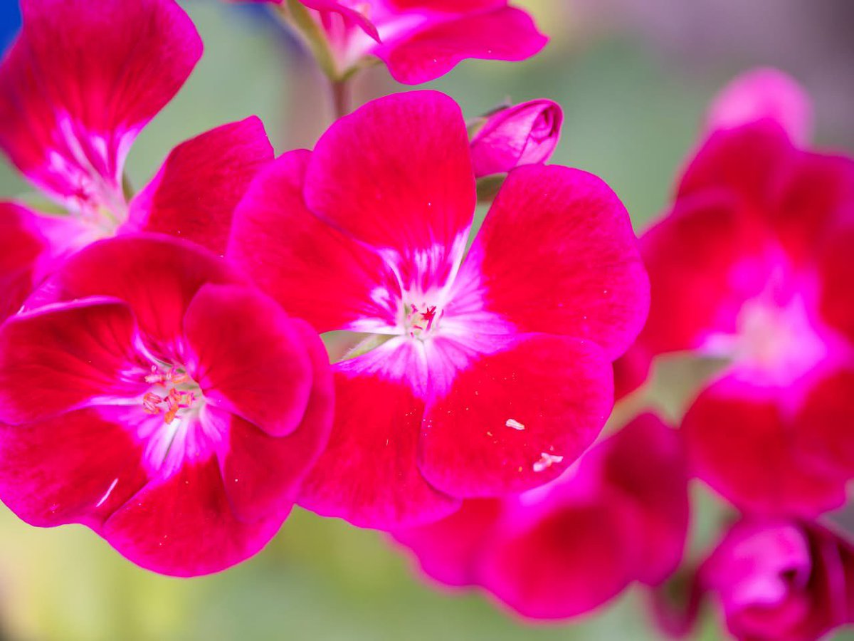 jp_sonz's tweet photo. 赤い花が優しく光る。
Red blossoms glow gently in the quiet light.
#花の光 #GentleBloom https://t.co/wg3QBRcumb