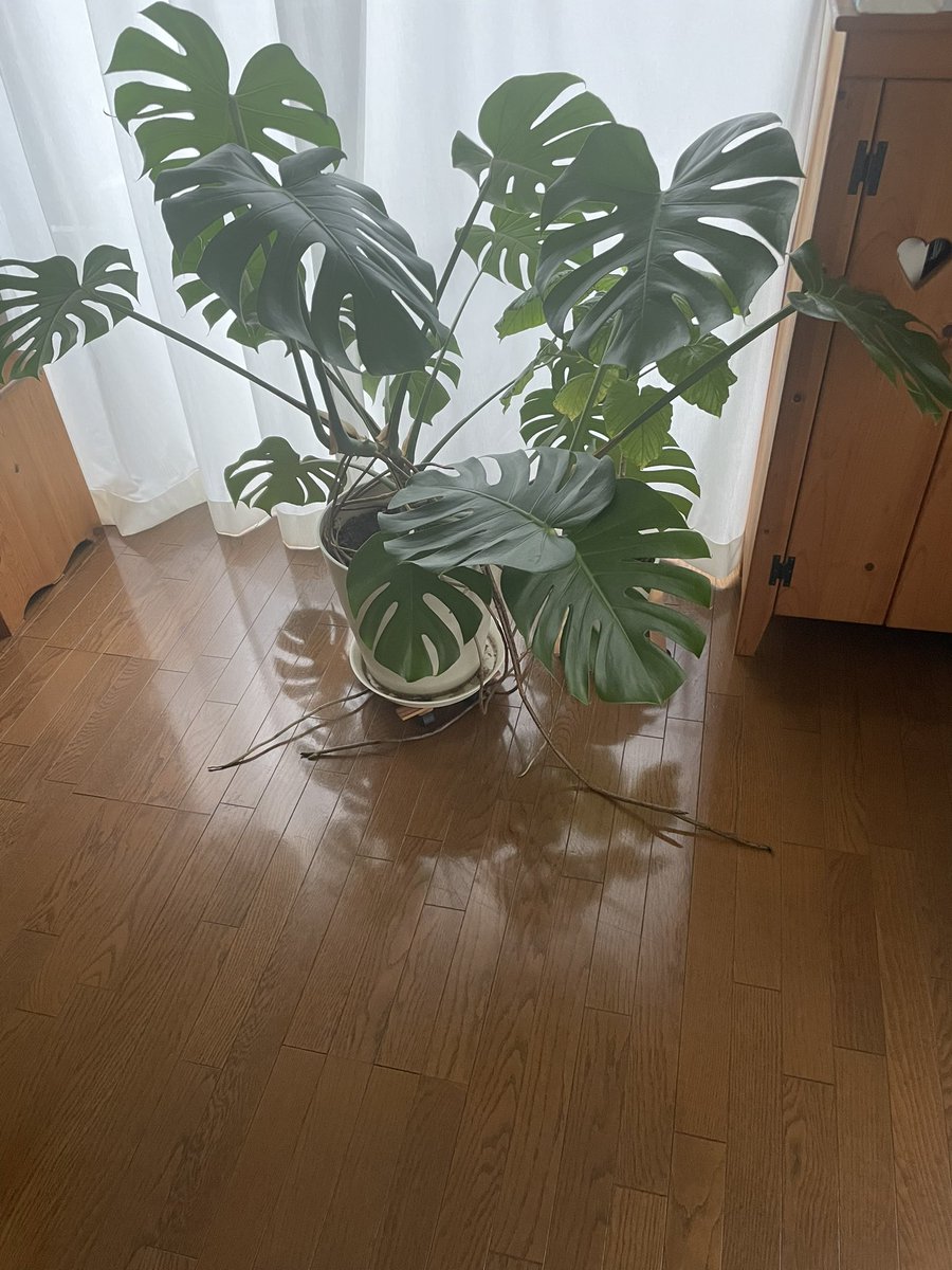 mutoakemi's tweet photo. 月曜日！
モンステラの横の
ウンベラータ🌱
また新しい葉っぱちゃんが😍
成長が楽しみ https://t.co/g3GX6AJLhu