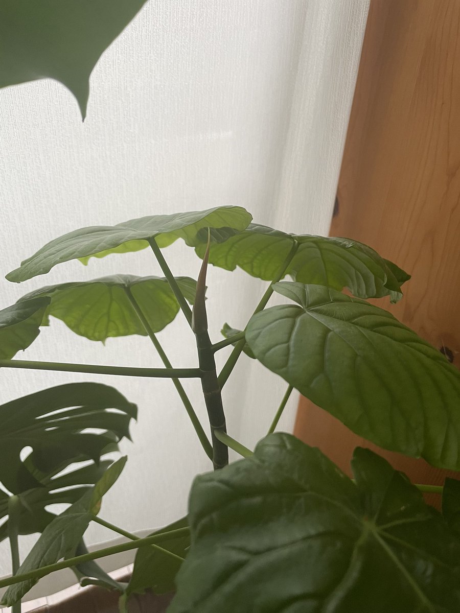 mutoakemi's tweet photo. 月曜日！
モンステラの横の
ウンベラータ🌱
また新しい葉っぱちゃんが😍
成長が楽しみ https://t.co/g3GX6AJLhu