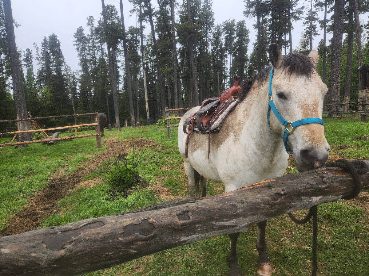 sscottk's tweet photo. Excellent horseback ride in the rainfall today. https://t.co/pX0ScIzeFf
