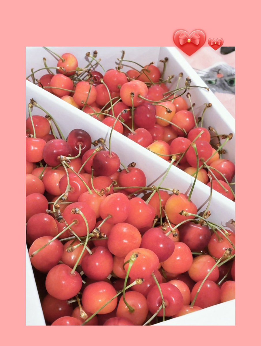 BrightSoundkana's tweet photo. おはようございます🐥⸒⸒

今年もおばあちゃんからサクランボが届きました～🍒
毎年この時期が楽しみで仕方ないです(｡>_<｡)!! https://t.co/6X4URnHKYZ