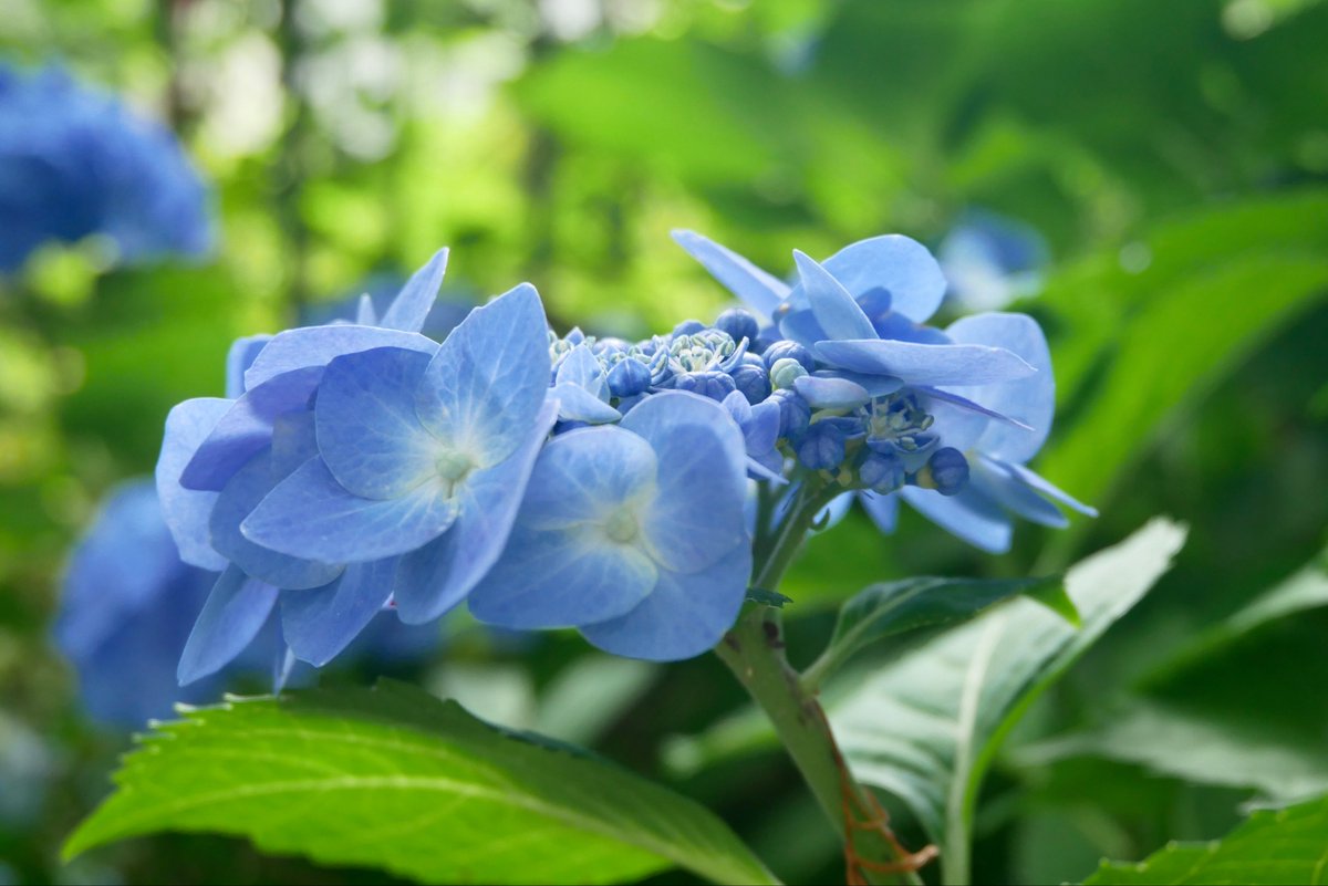 cycle_peter's tweet photo. 2026.6.7   梅雨入りの日に☂️

①雨でいっそう美しい紫陽花の季節
②幡ヶ谷駅からの道にて
③代々木公園にて
④新代田駅は紫陽花のプラットホーム。この時期、井の頭線沿線は華やかな紫陽花ロードだ https://t.co/MiRuIaNMPn