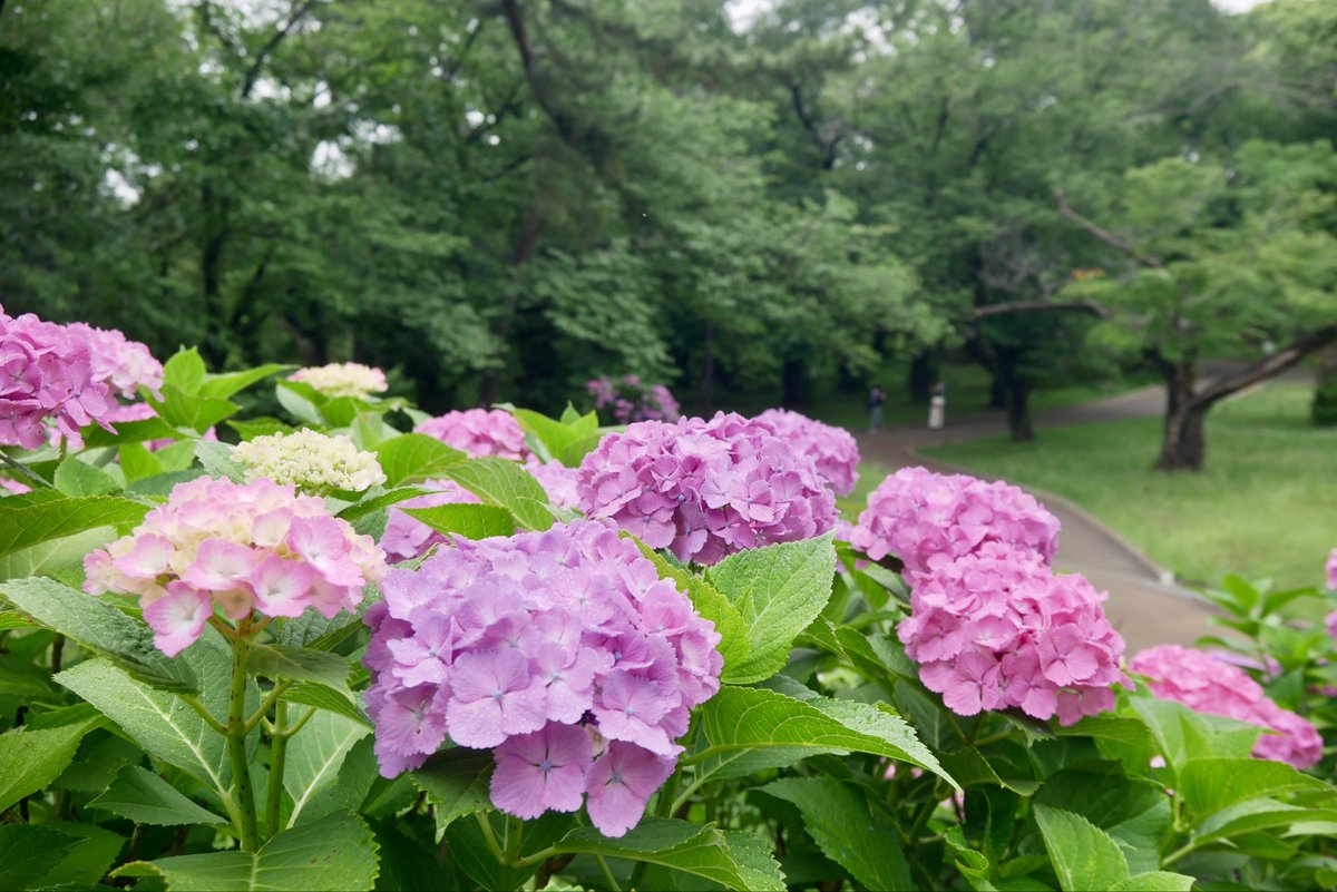 cycle_peter's tweet photo. 2026.6.7   梅雨入りの日に☂️

①雨でいっそう美しい紫陽花の季節
②幡ヶ谷駅からの道にて
③代々木公園にて
④新代田駅は紫陽花のプラットホーム。この時期、井の頭線沿線は華やかな紫陽花ロードだ https://t.co/MiRuIaNMPn