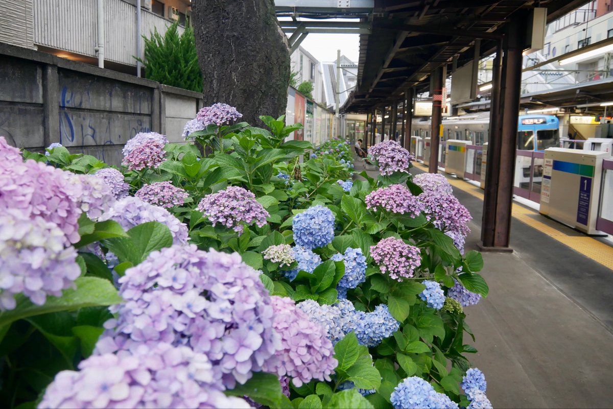 cycle_peter's tweet photo. 2026.6.7   梅雨入りの日に☂️

①雨でいっそう美しい紫陽花の季節
②幡ヶ谷駅からの道にて
③代々木公園にて
④新代田駅は紫陽花のプラットホーム。この時期、井の頭線沿線は華やかな紫陽花ロードだ https://t.co/MiRuIaNMPn
