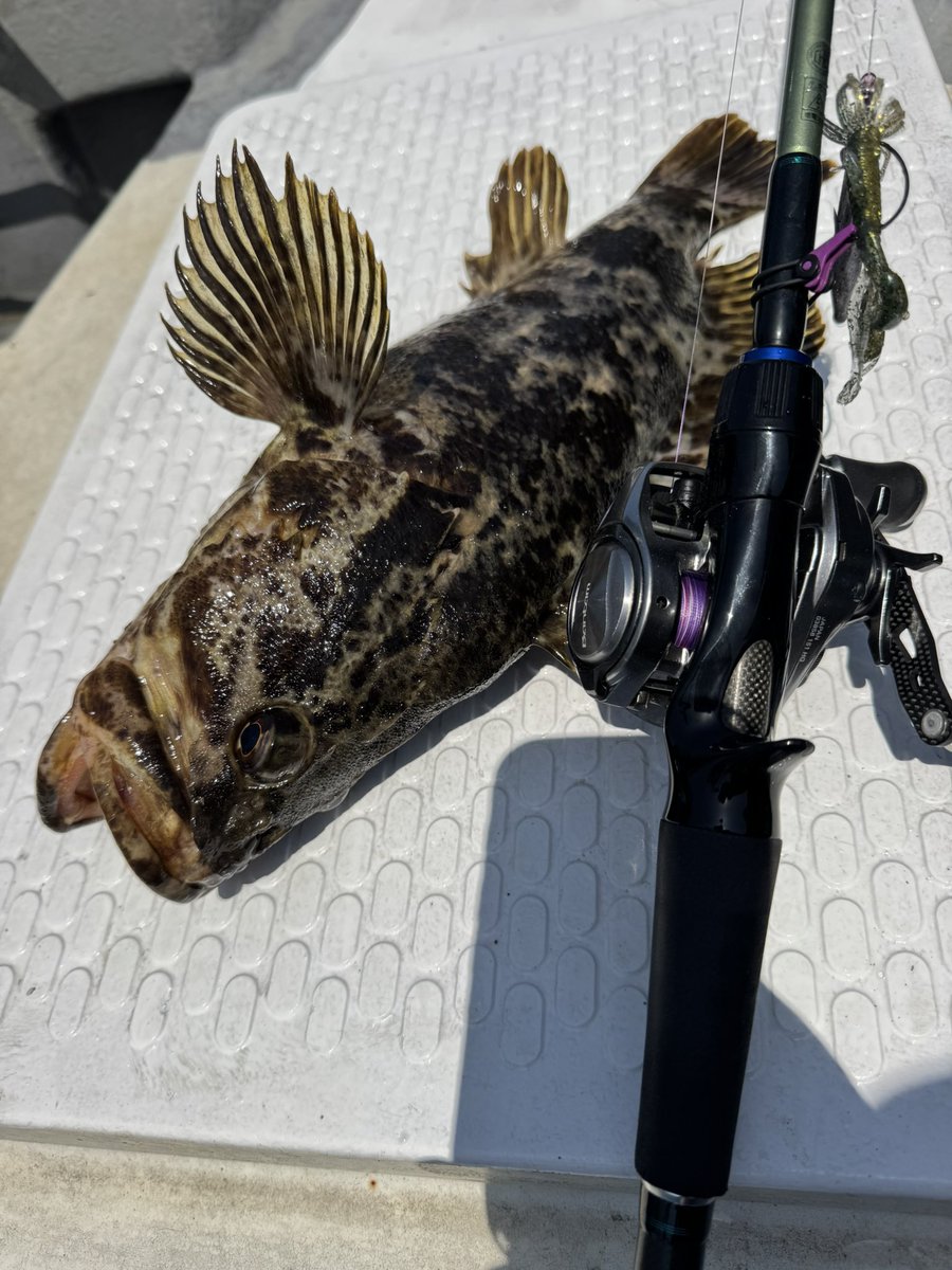 373shoeimaru's tweet photo. イージーラボ 北海グリーンゴールドでグッドサイズの初夏ベッコウゾイ🔥
ガツン！とナイスバイト気持ち良すぎ✨
釣果ストックでした！
#フィッシングガイド勝栄丸
#ボートロックフィッシュ
#イージーラボ
#PR https://t.co/ffsu52rLxG