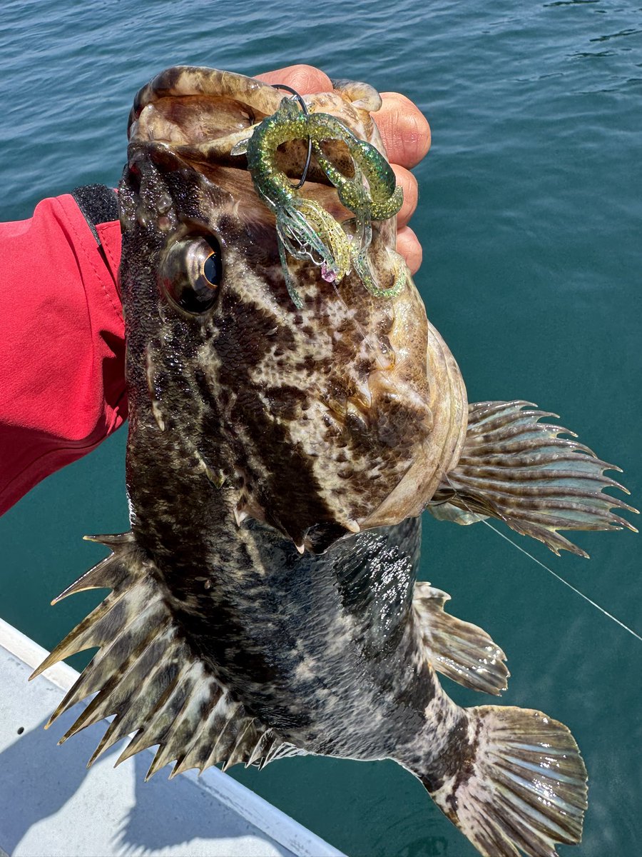 373shoeimaru's tweet photo. イージーラボ 北海グリーンゴールドでグッドサイズの初夏ベッコウゾイ🔥
ガツン！とナイスバイト気持ち良すぎ✨
釣果ストックでした！
#フィッシングガイド勝栄丸
#ボートロックフィッシュ
#イージーラボ
#PR https://t.co/ffsu52rLxG