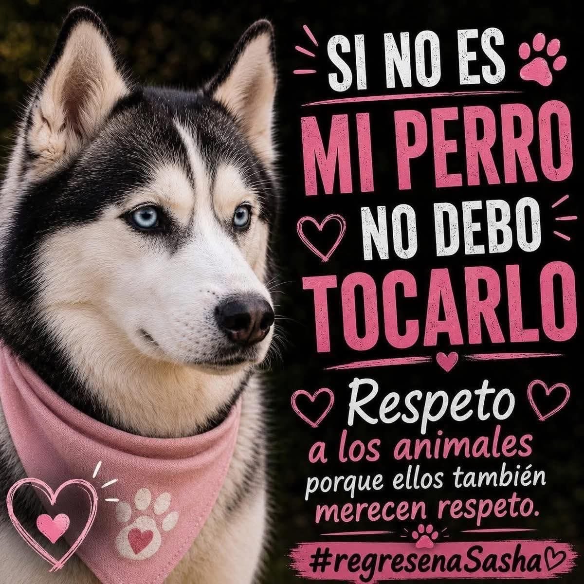 Animales_CDMX's tweet photo. LOS PERRITOS AJENOS NO SE TOCAN! Quienes deben ser sancionados y educados son las personas. YA BASTA DE 4S3S1N4R a los animales por errores de los humanos @MunicipioJuarez #NiUnaPatitaMenos 🚩🚩🚩 #RegresenASasha 🚨🚨🚨 https://t.co/uUT8RueIOo