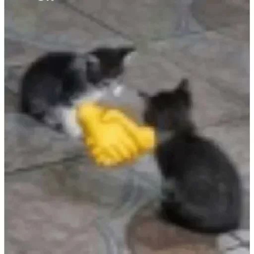 wazabi:v tweet media