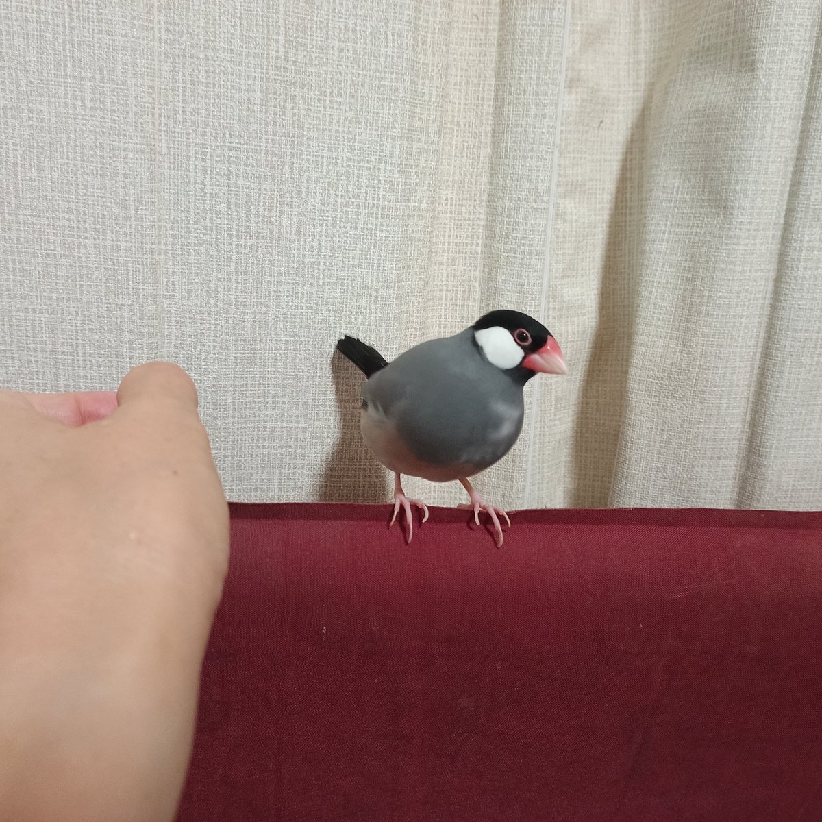 sangja's tweet photo. 今日のこれからのこふくちゃん
おれの手の中で寛いでくれるこふくちゃん
#文鳥
#buncho
#こふく https://t.co/5jLFNlZ89w