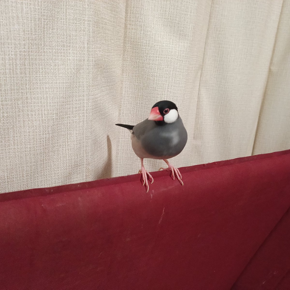 sangja's tweet photo. 今日のこれからのこふくちゃん
おれの手の中で寛いでくれるこふくちゃん
#文鳥
#buncho
#こふく https://t.co/5jLFNlZ89w