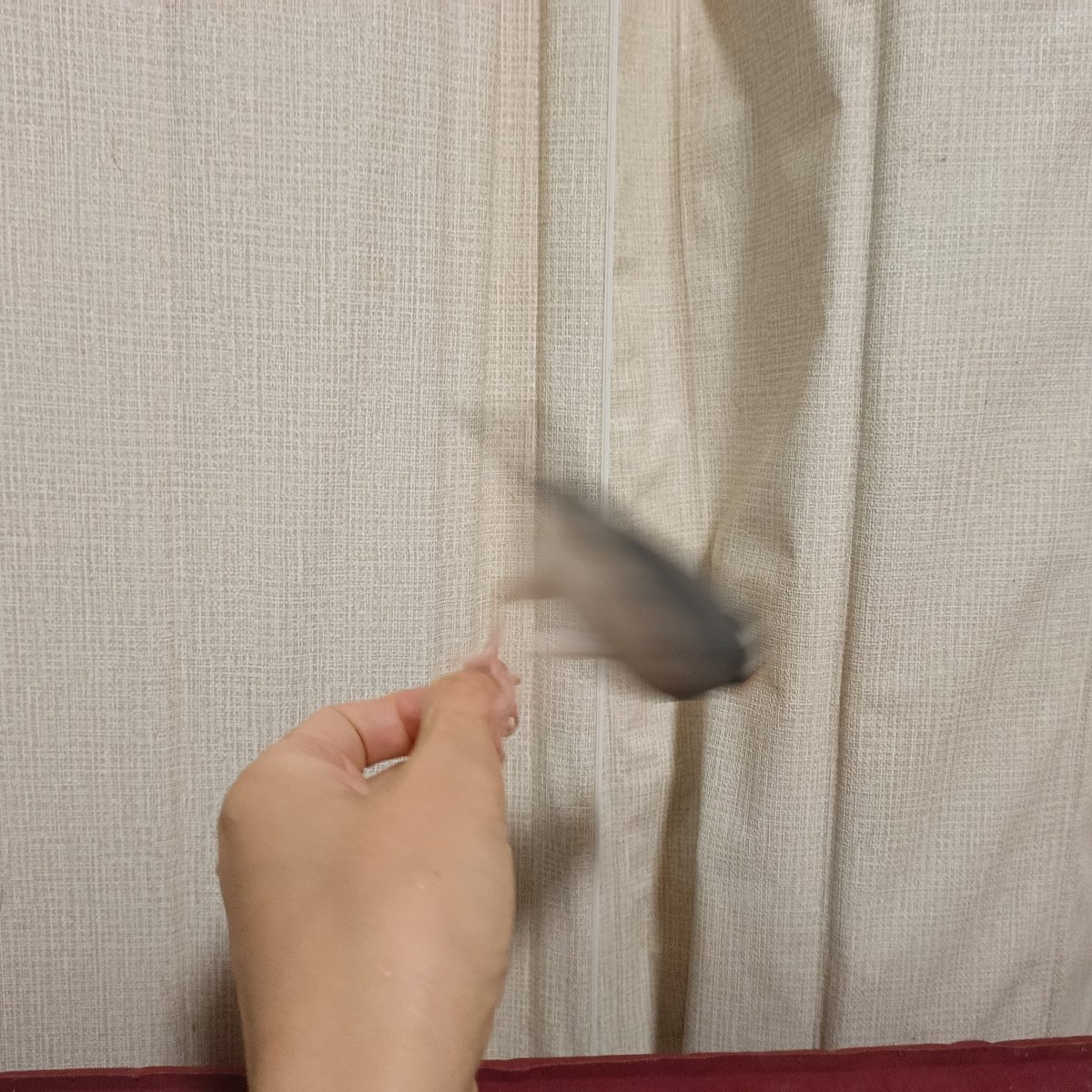 sangja's tweet photo. 今日のこれからのこふくちゃん
おれの手の中で寛いでくれるこふくちゃん
#文鳥
#buncho
#こふく https://t.co/5jLFNlZ89w