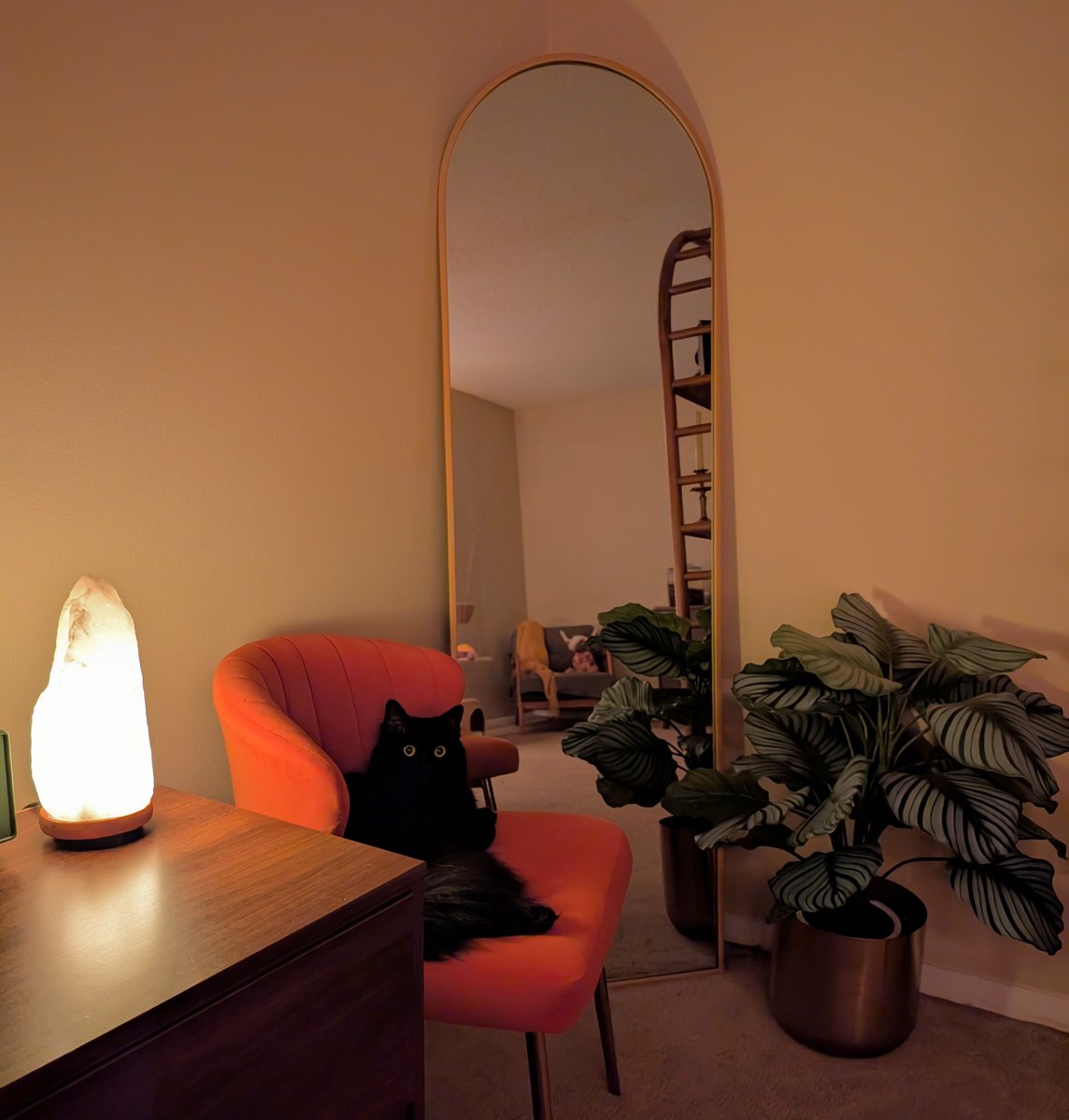 gaudysphinx's tweet photo. miss squeak in her special corner https://t.co/DntTypH9wc