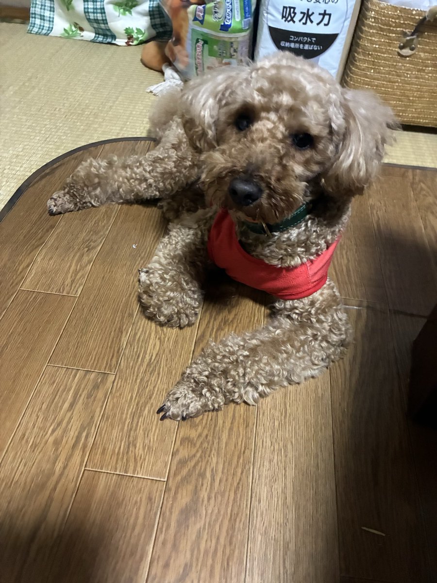 ythdakm1970's tweet photo. おはよう🐶
月曜日だよー💤☺️
今日も一日心穏やかな気持ちで
過ごせます様に🍀

#キー太
#トイプードル https://t.co/AO6CzTAEed